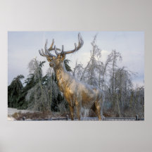 Peace elk on Mohawk Trail Highway Poster