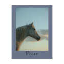 Peace Horse Postcard by RookyStudios Peace Horse Postcard