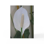 peace, lilly, garden, white, floral photography