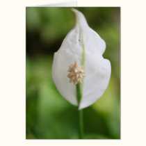 Peace Lily flower. cards by Acorns_tree Peace Lily flower. cards