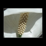 Peace Lily Postcard