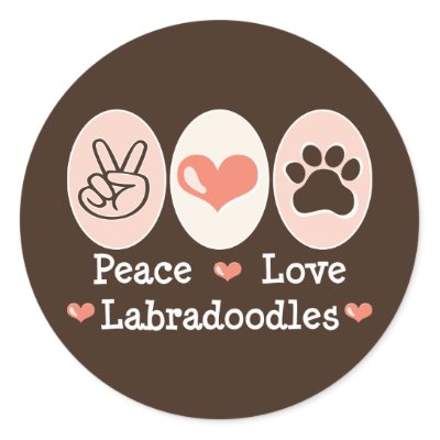 Cute Labradoodle Pictures