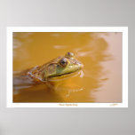 Peace Pagoda Frog posters