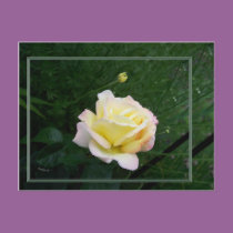 PEACE postcards by dequilla PEACE postcards
