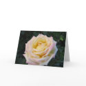 Peace Rose cards by charlesblack7 Peace Rose cards