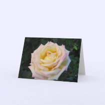 Peace Rose cards by charlesblack7 Peace Rose cards