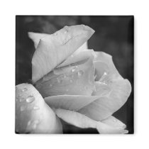 Peace Rose magnets
