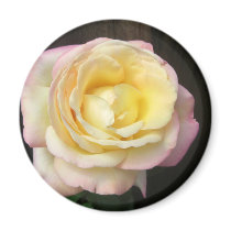 Peace Rose magnets by wingedturtle Peace Rose magnets