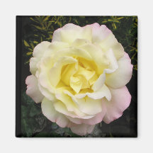 Peace Rose Magnet