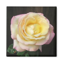 Peace Rose Magnets by wingedturtle Peace Rose Magnets