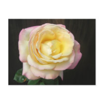 Peace Rose Notes Card postcards