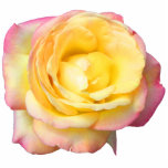 Peace Rose Photo Sculpture