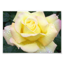 Peace Rose Photograph