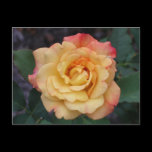 Peace Rose Postcard