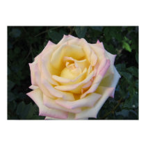 Peace Rose posters by charlesblack7 Peace Rose posters