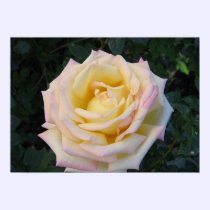 Peace Rose posters