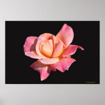 Peace Rose Poster