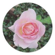 Peace Rose Sticker