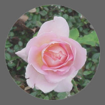 Peace Rose Sticker