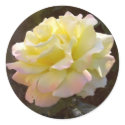 Peace Rose sticker by Mypic4all Peace Rose sticker