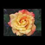 Peace Rose Stretched Canvas Print