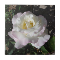 PEACE ROSE TILE