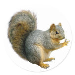 Peace Squirrel stickers
