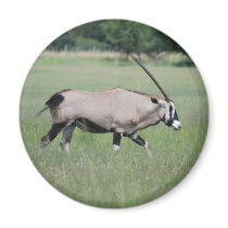 Peaceful antelope fridge magnet