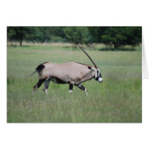 Peaceful antelope greeting card