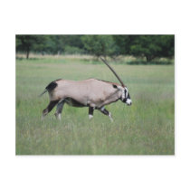 Peaceful antelope post card