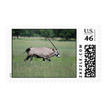 Peaceful antelope postage stamp
