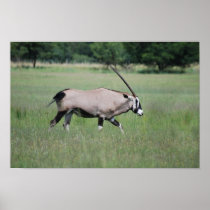Peaceful antelope poster