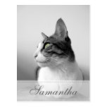 Peaceful Cat Post Card