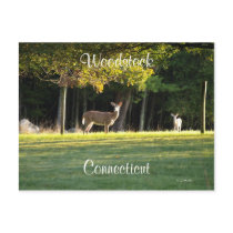 Peaceful Days postcards