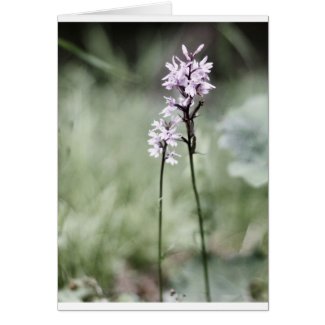 Peaceful Flower Gifts Cards