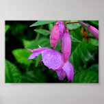 peaceful flower posters