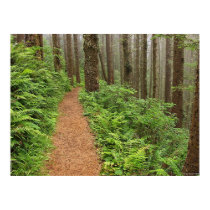 Peaceful Forest Trail posters by Royce_Baircom Peaceful Forest Trail posters