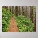 Peaceful Forest Trail posters