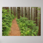 Peaceful Forest Trail posters