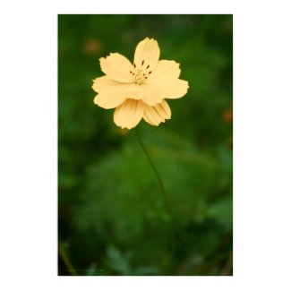 Peaceful Harmony print