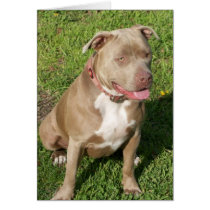 Peaceful Pitbull Card
