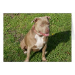 Peaceful Pitbull cards