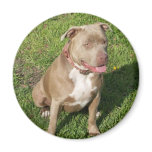 Peaceful Pitbull magnets