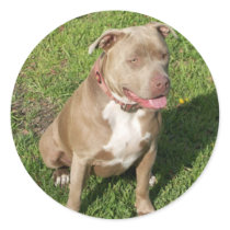 Peaceful Pitbull Stickers