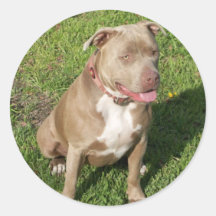 Peaceful Pitbull Stickers