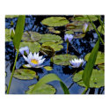 Peaceful Pond posters