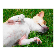 Peaceful Pup Postcard