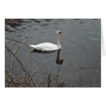 Peaceful Swan cards