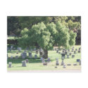 Peaceful Tree postcards