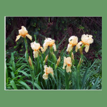 Peach and Orange May Irises Postcard postcards